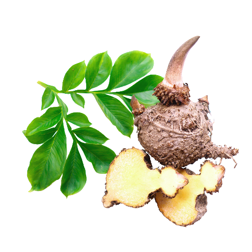 GLUCOMANNANE DE KONJAC