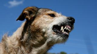 Animal mordeur