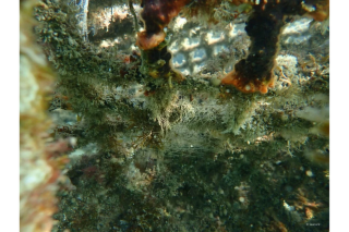 La CCR et le FRR misent sur Seacure pour protéger le littoral et restaurer la biodiversité marine