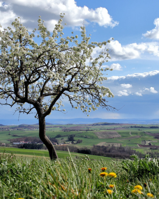 L’image de l'Auvergne sur les réseaux sociaux : clichés ou réalité ?