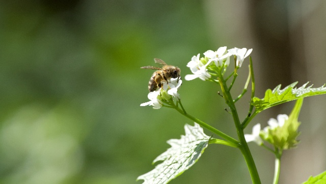 Et si la biodiversité devenait un atout de votre parcours ?
