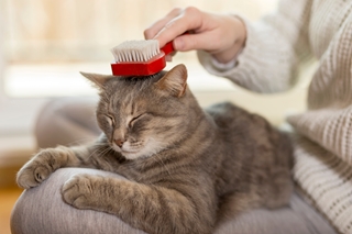Quels sont les soins essentiels pour un chat heureux et en bonne santé ?