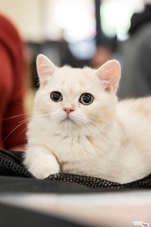 Les bienfaits et avantages insoupçonnés d'avoir un chat à la maison