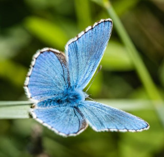Présentation de la ressource "Observations de la biodiversité"