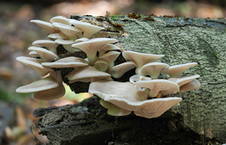 [Vidéo] La culture de champignons sur bûche - Salon des Seniors