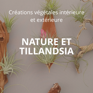 NATURE ET TILLANDSIA