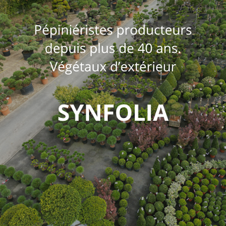SYNFOLIA