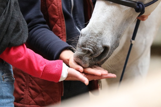 Initiation à l'equicoaching