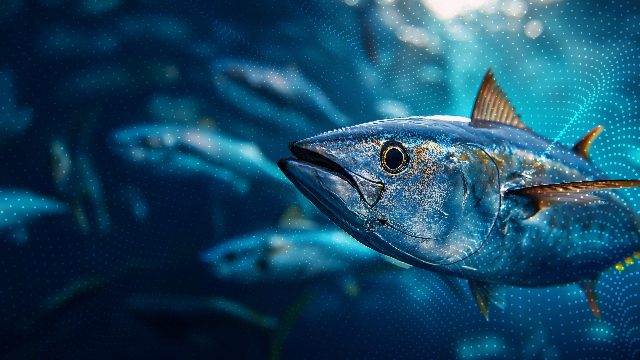 🍽️ Lunch