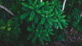 Bioeconomy for sustainable development: The G20 High-level Principles on Bioeconomy in practice and in the Amazon region