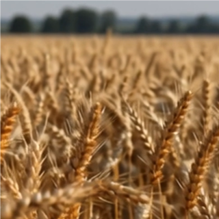 Mieux comprendre l’exposition aux pesticides en air ambiant