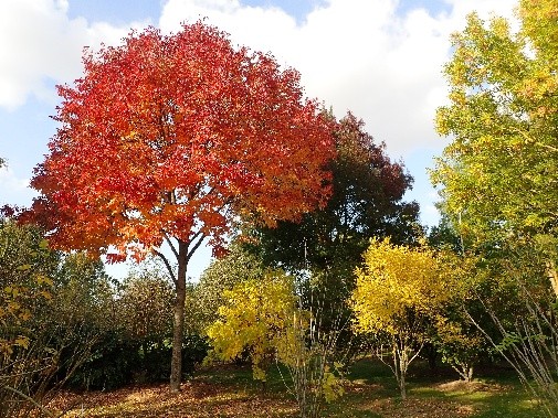 Visite de terrain n°6 : L'Arboretum de la Petite Loiterie.