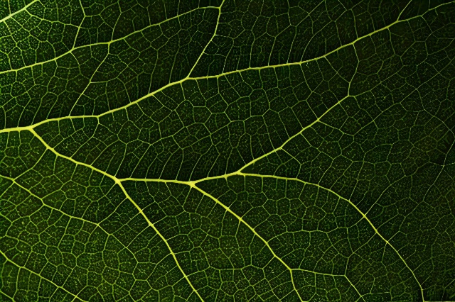La science face à la complexité du vivant, l’interdisciplinarité de l’approche One Health