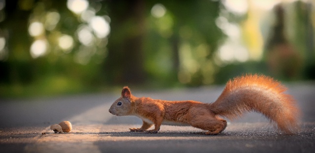 Routes et ouvrages d’art : comment mieux intégrer la biodiversité dans les infrastructures