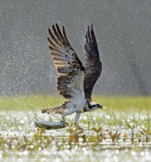 50 ans après la loi de protection de la nature : ou en sommes-nous ? 