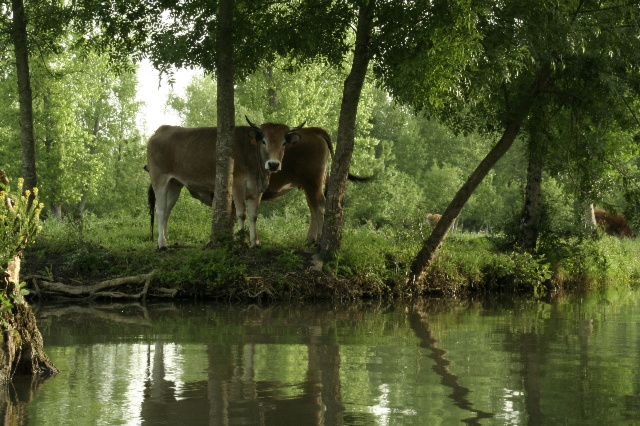 Filières Biodiversité Maraîchine : relier écosystèmes, agriculture et santé des territoires