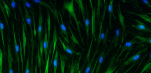 Fluogen 