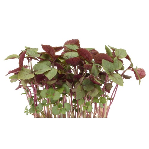 Shiso Bicolor Cress