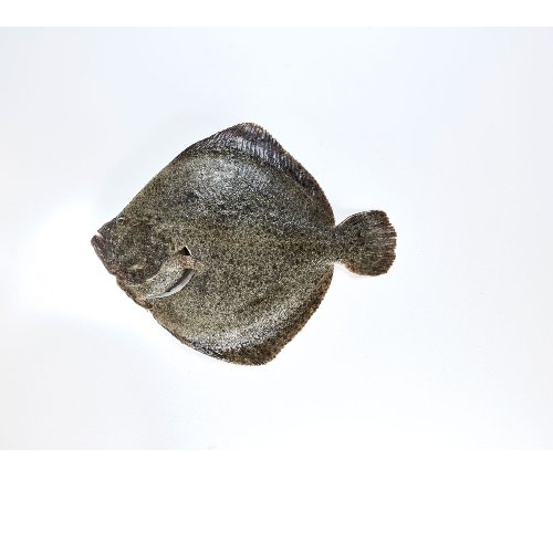 Turbot entier