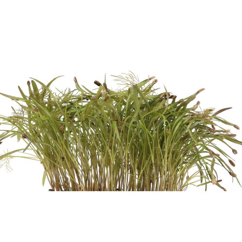 Olympia Cress