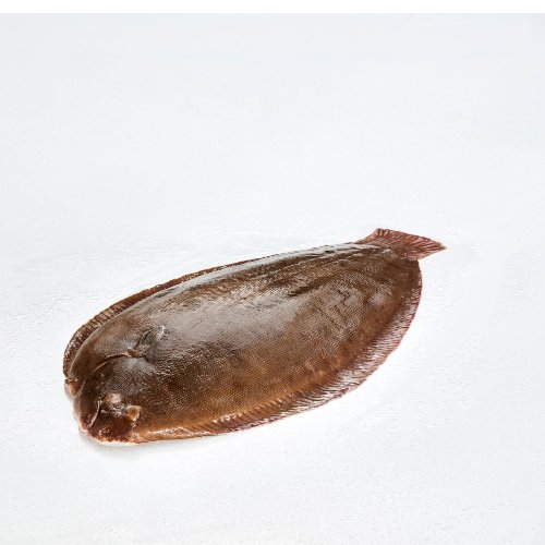 Sole