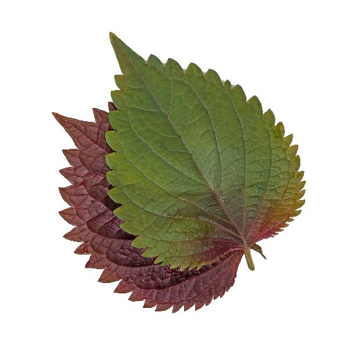 Shiso Leaves Bicolor