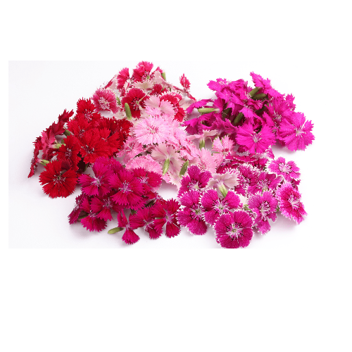 Fivola Blossom