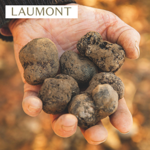 Truffe fraîche Laumont