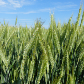 12 raisons d'opter pour le triticale pour doper tes fourrages