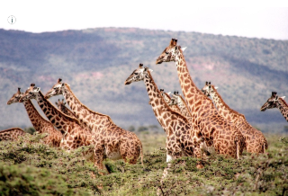 The Surprising State of Africa’s Giraffes