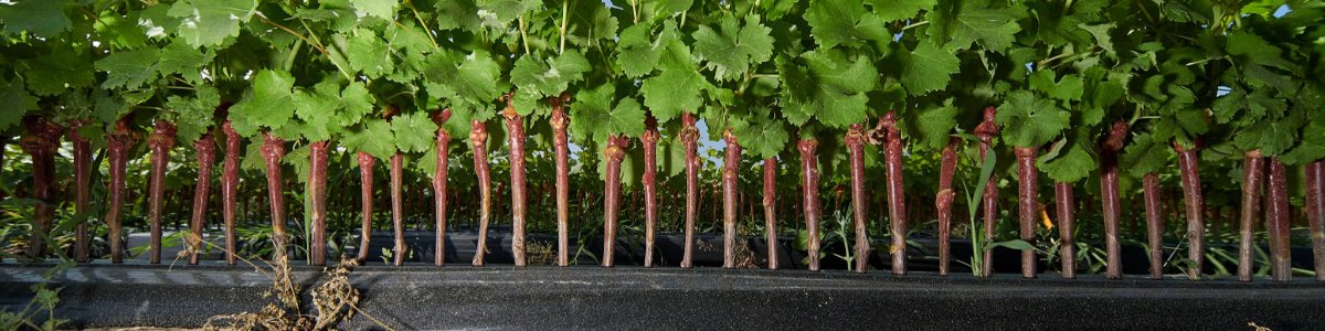 PEPINIERES THEVENET ET FILS