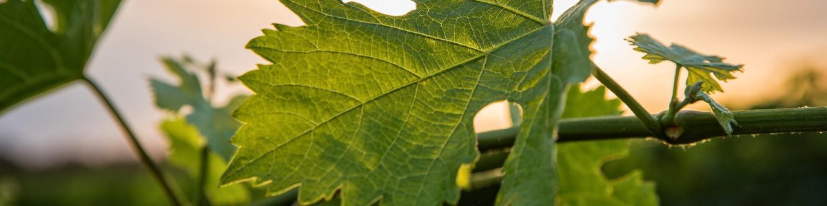 COOPERATIVE AGRICOLE MACONNAIS BEAUJOLAIS