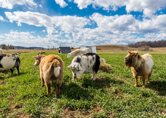 Agriculture régénérative Rodale Institute
