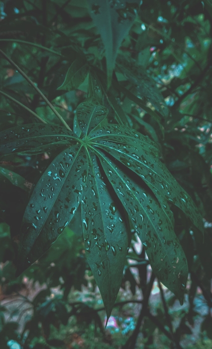 Natural fibers from leaves