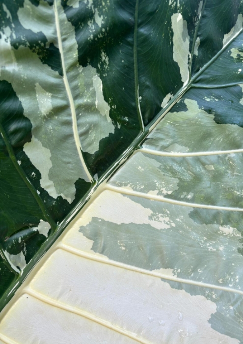 Regenerative materials