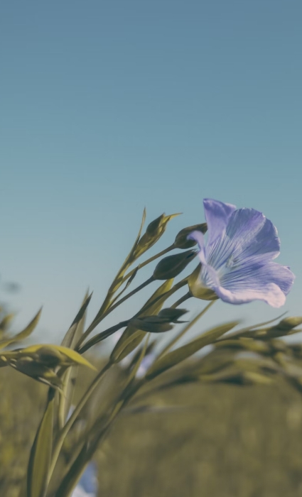 Fleur de lin