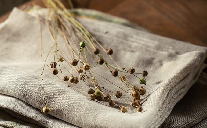 Le lin remplacera-t-il le coton ?