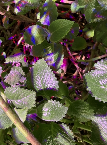 Synthetic and plant dyes