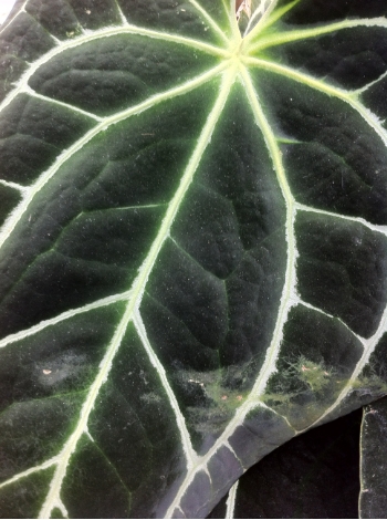 Reviving Plant-based dyes