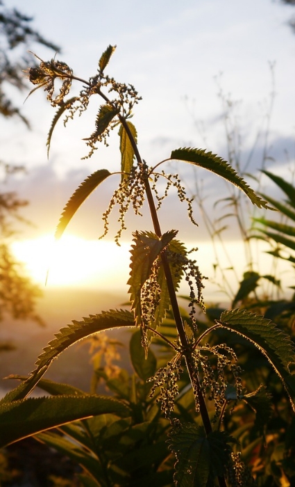Nettle fiber
