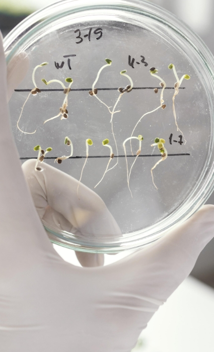 Cultivating biomaterials