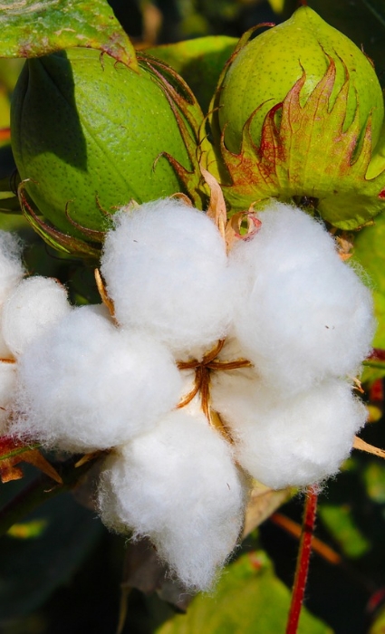 Fleur de coton et ses capsules