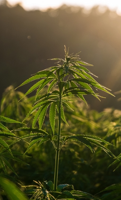 Hemp fiber