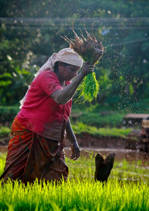 Regenerative agriculture