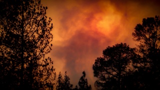 Un violent feu de forêt mobilise des moyens exceptionnels à Fontainebleau