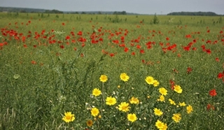 Prospective agricole - Techniques de désherbage
