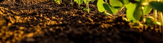 Étude prospective complète - L’agriculture de conservation, agriculture conventionnelle de demain en France ?