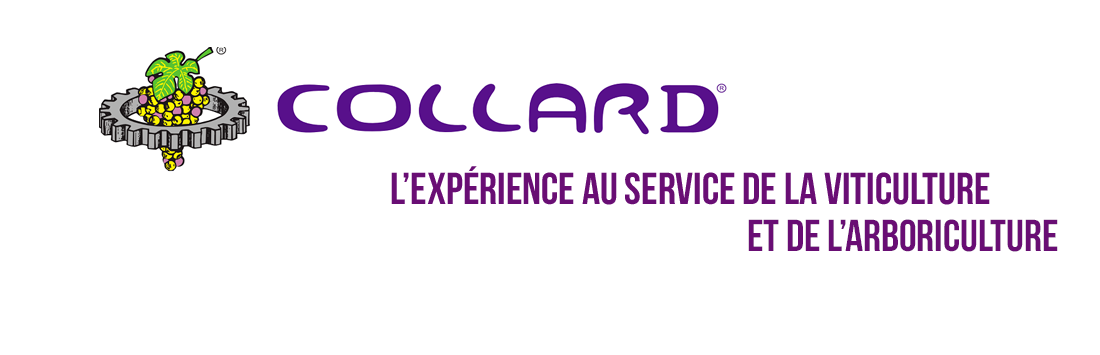 COLLARD