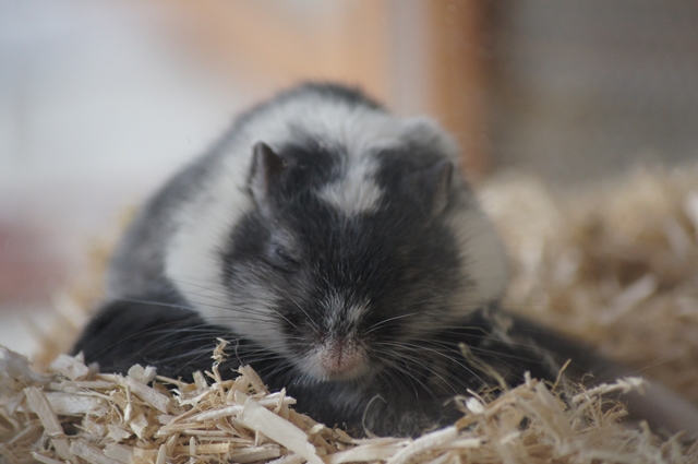 hamster qui dort mignon