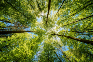 Session 1: Improving forest management practices to enhance carbon sequestration and the protection of natural capital